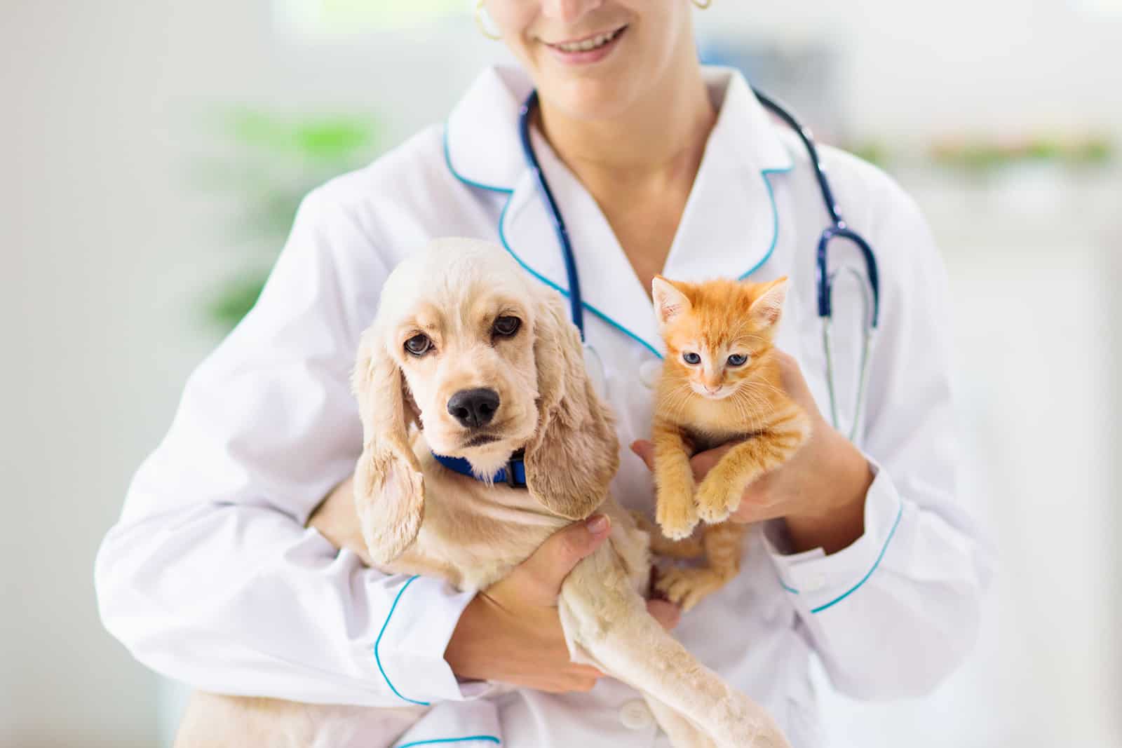 Pet Health Insurance